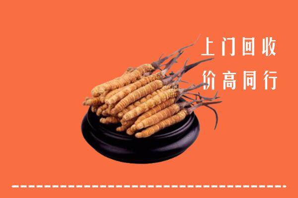 收购行情：浦口区冬虫夏草回收多少钱每克